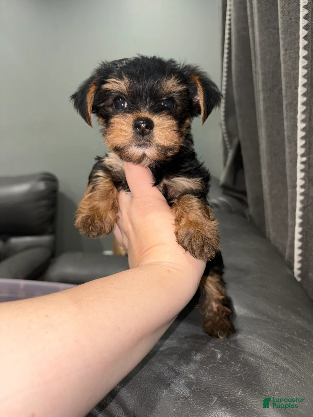 Yorkshire Terrier dogs for sale: Yorkshire Terrier Puppy 1 - Ad 2