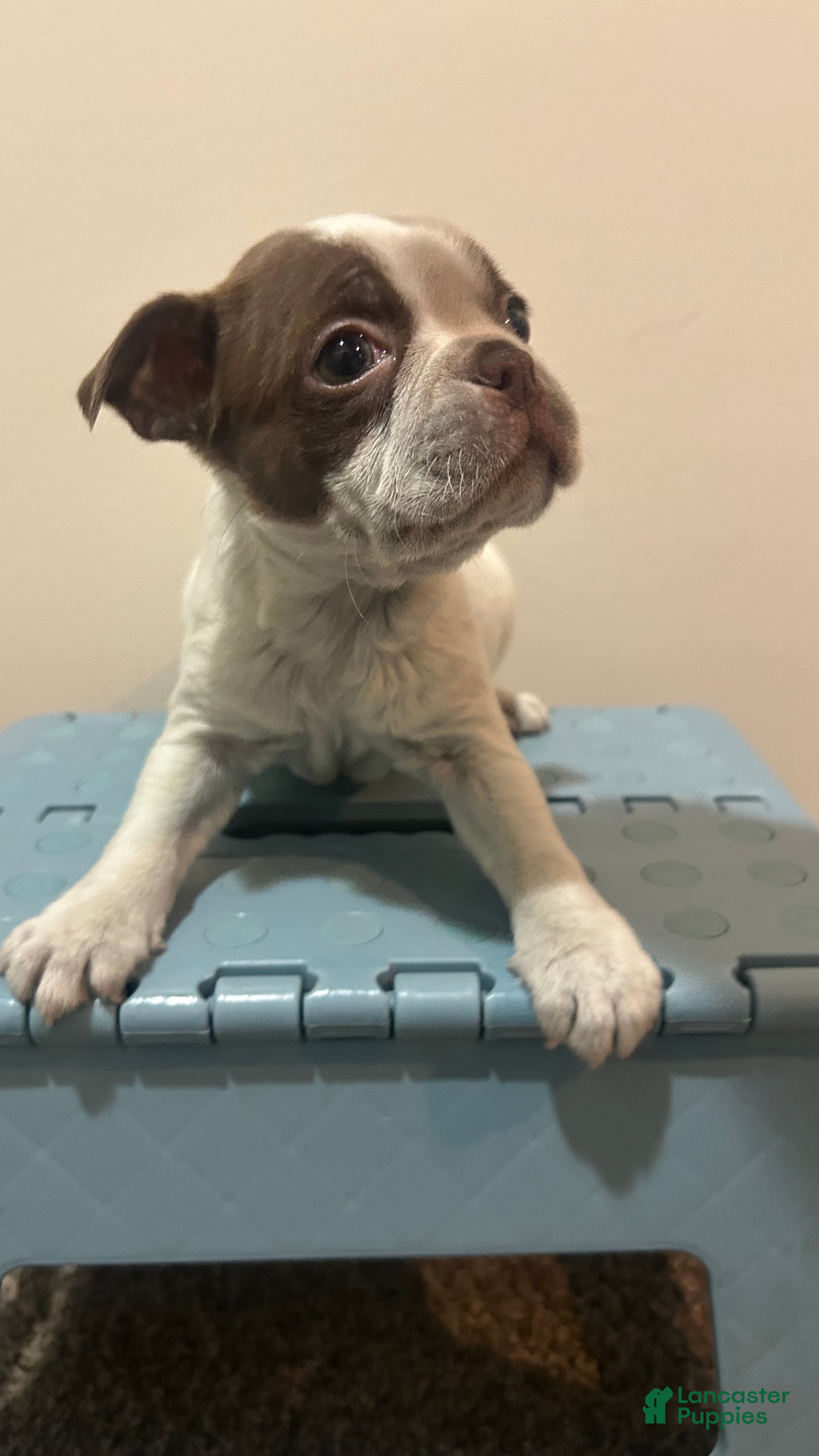 Boston Terrier dogs Vicky - Ad 4