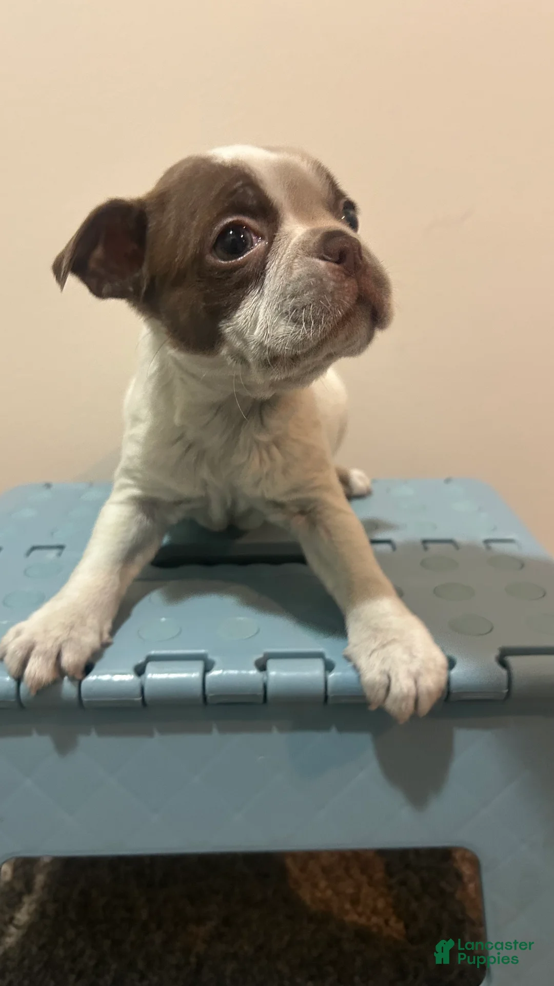 Boston Terrier dogs for sale: Vicky - Ad 1