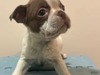 Boston Terrier dogs Vicky - Ad 9