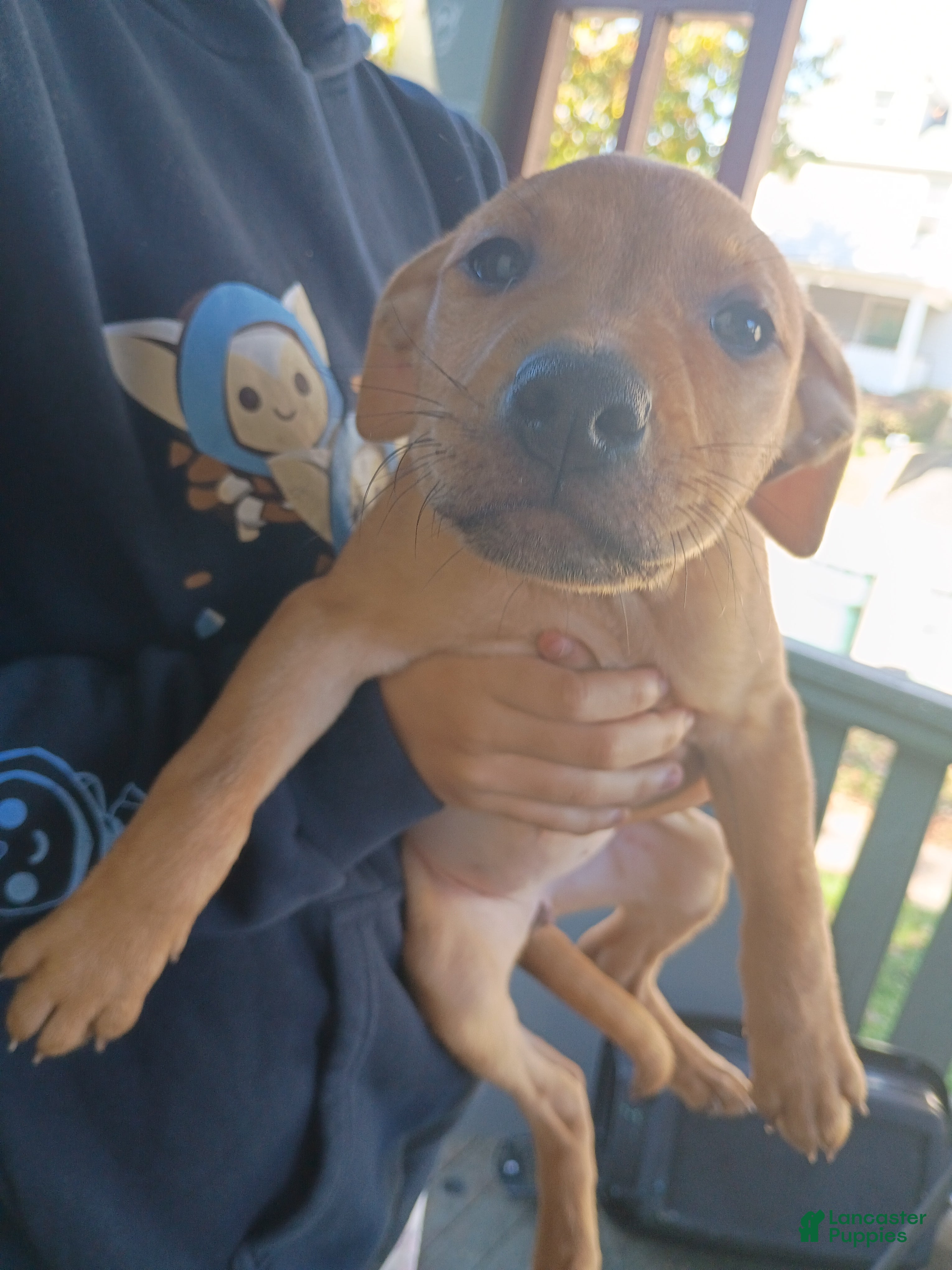 Mixed Breed dogs Blacknose Female - Ad 6