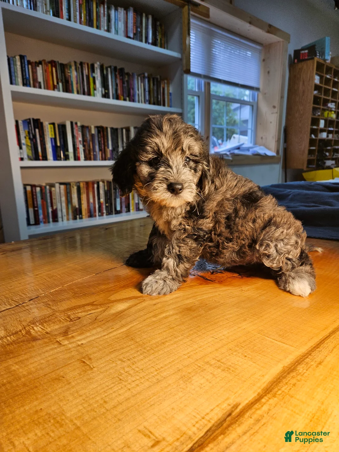 Mixed Breed dogs for sale: Merlin - Ad 4