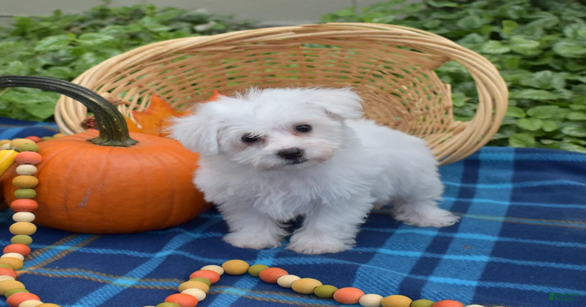 Bichon Frise Puppies for sale in Newport News, Virginia | Lancaster Puppies