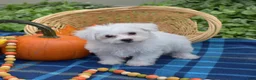 Bichon Frise dogs for sale: Lady (Tiny) - Ad 10