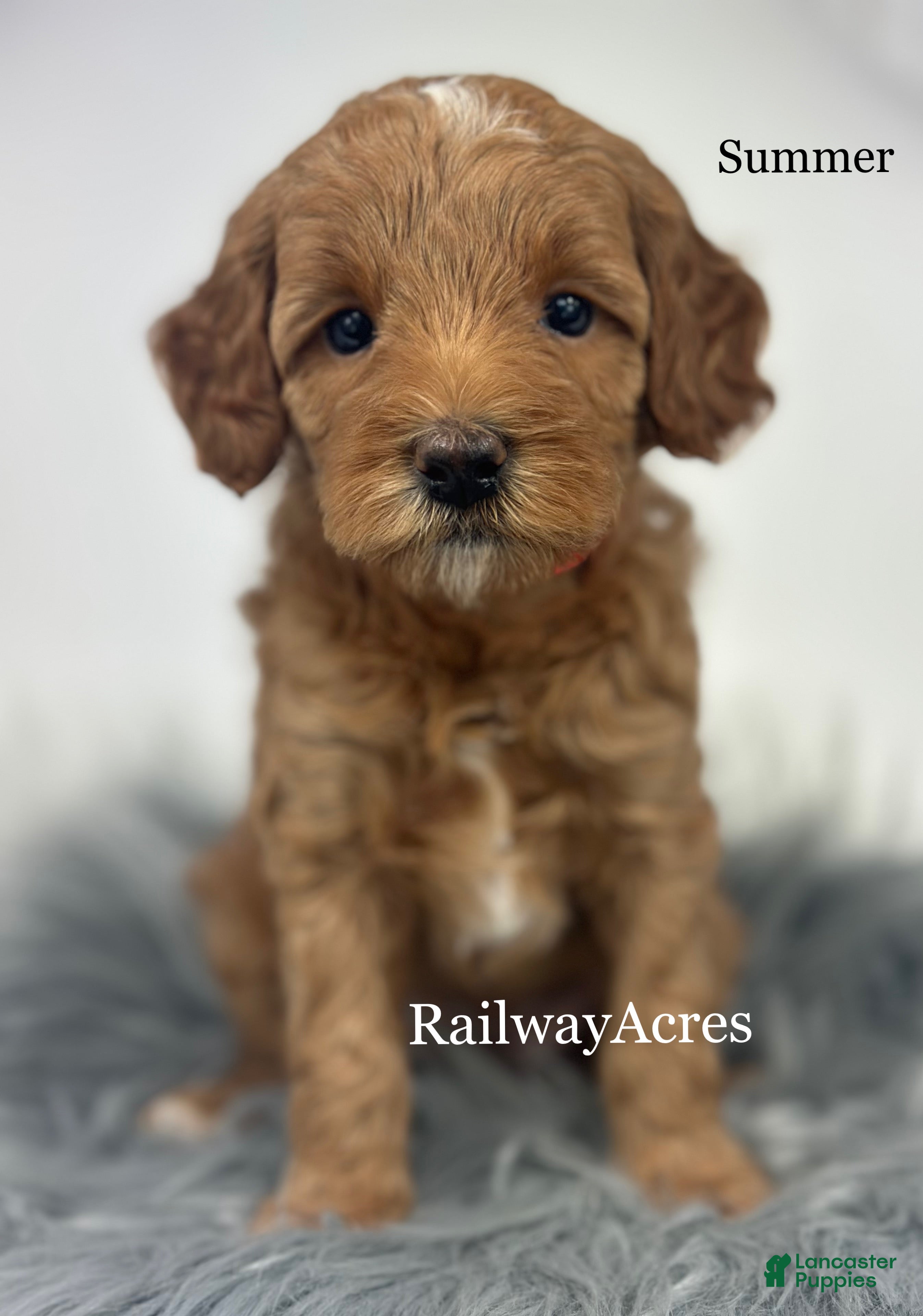 Mini Goldendoodle dogs Summer - Ad 9