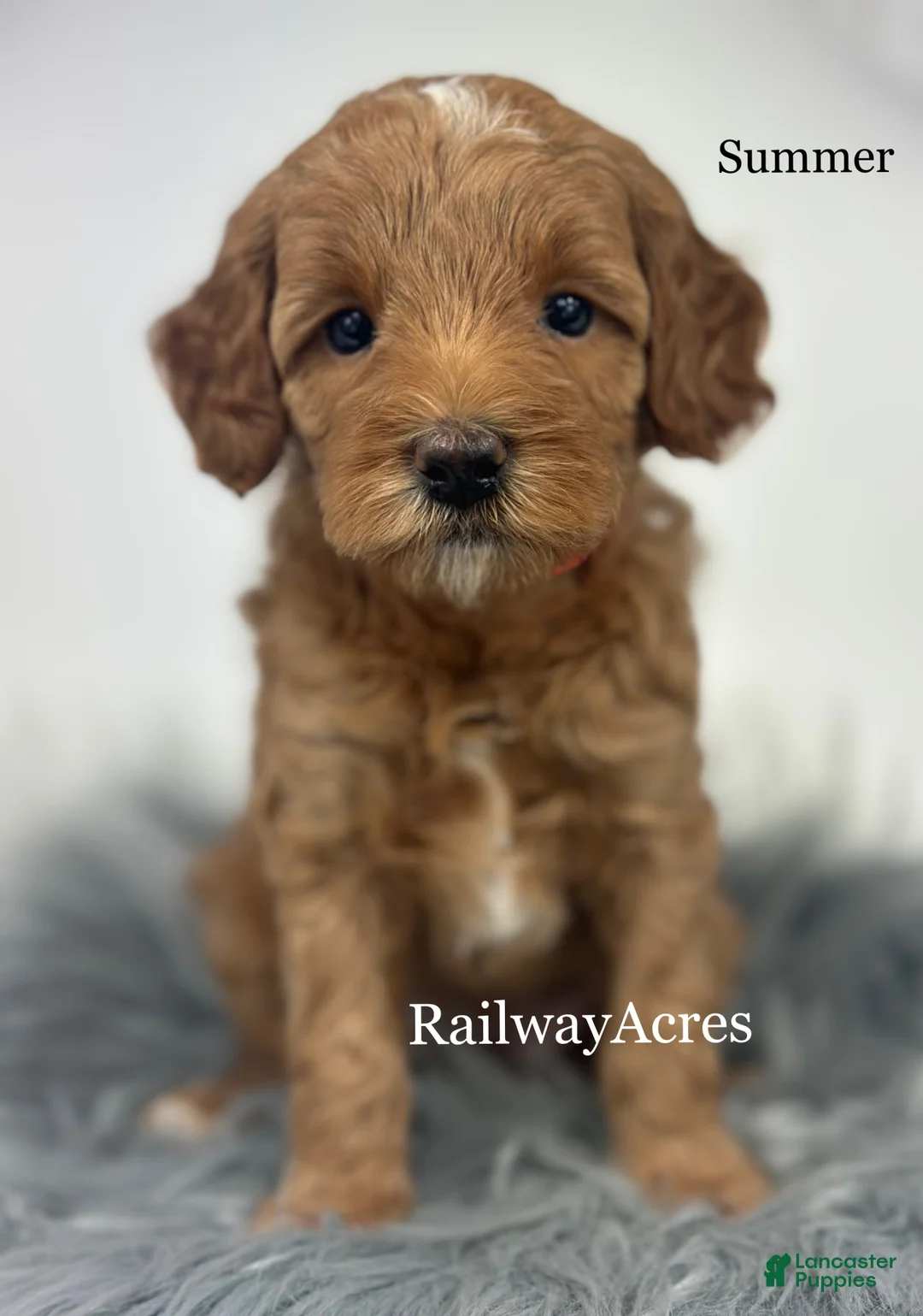 Mini Goldendoodle dogs for sale: Summer - Ad 1