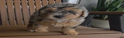 Miniature Poodle dogs for sale: Rosie - House raised House trained - Ad 5