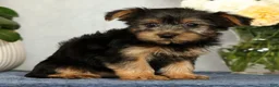 Yorkshire Terrier dogs for sale: Nellie - Ad 5