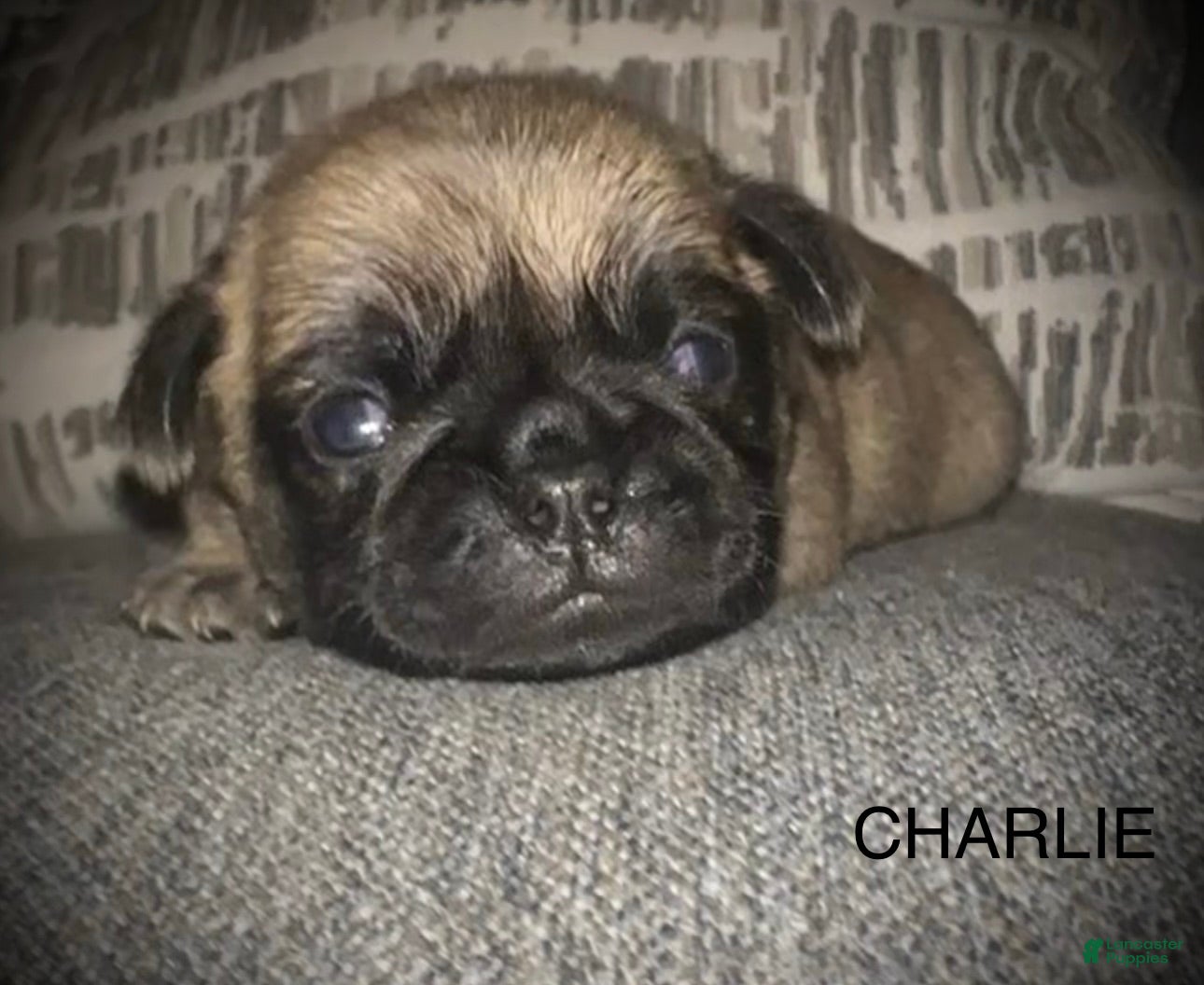 Pug dogs Charlie  - Ad 30
