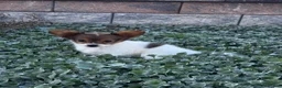 Papillon dogs for sale: River  - Ad 1