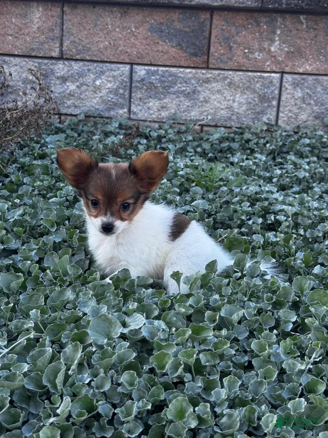 Papillon dogs for sale: River  - Ad 1