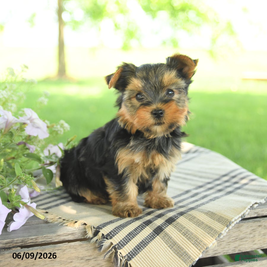 Yorkshire Terrier dogs Honey - Ad 1