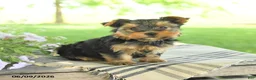 Yorkshire Terrier dogs for sale: Honey - Ad 1