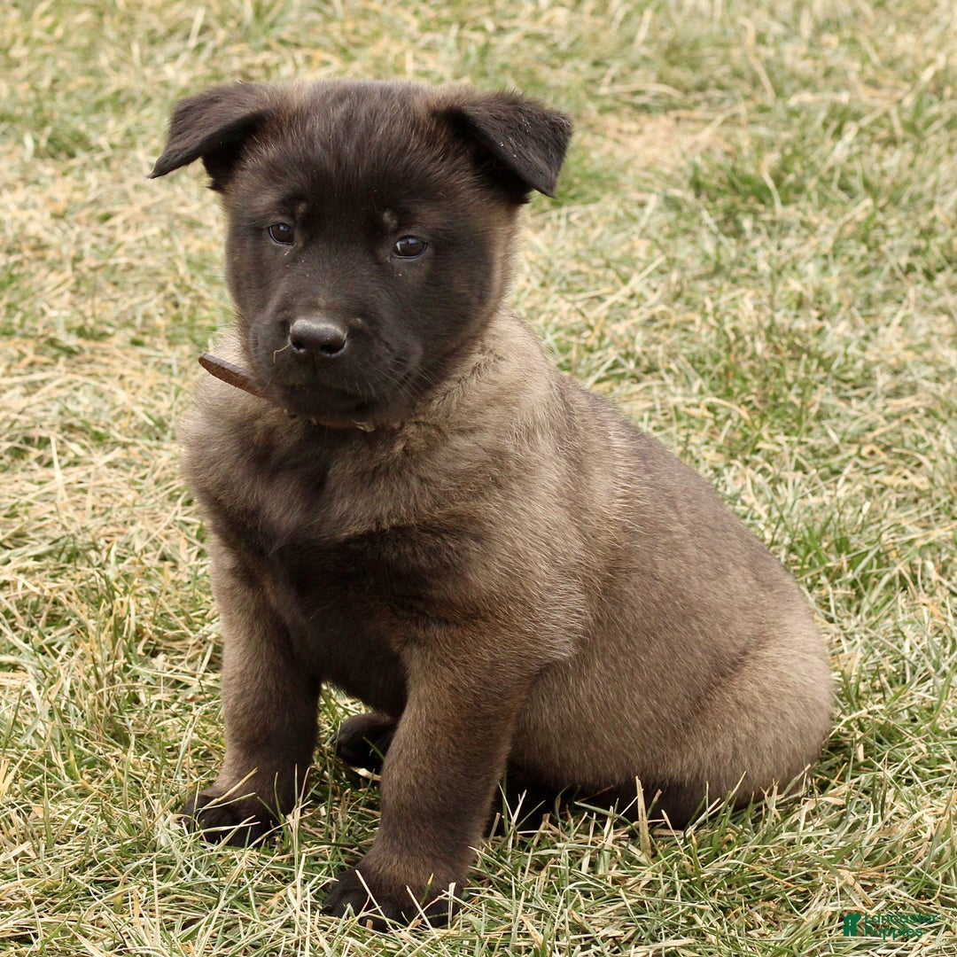Belgian Malinois dogs for sale: Axel - Ad 2