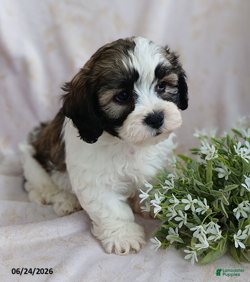 Teddy Bear dogs Elliot - Ad 1