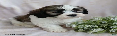 Elliot