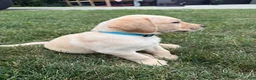 Labrador Retriever dogs for sale: Labrador Retriever 12 - Ad 12