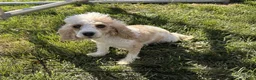 Toy Poodle dogs for sale: Calista - Akc Teacup Poodle POTTY TRAINED - Ad 21