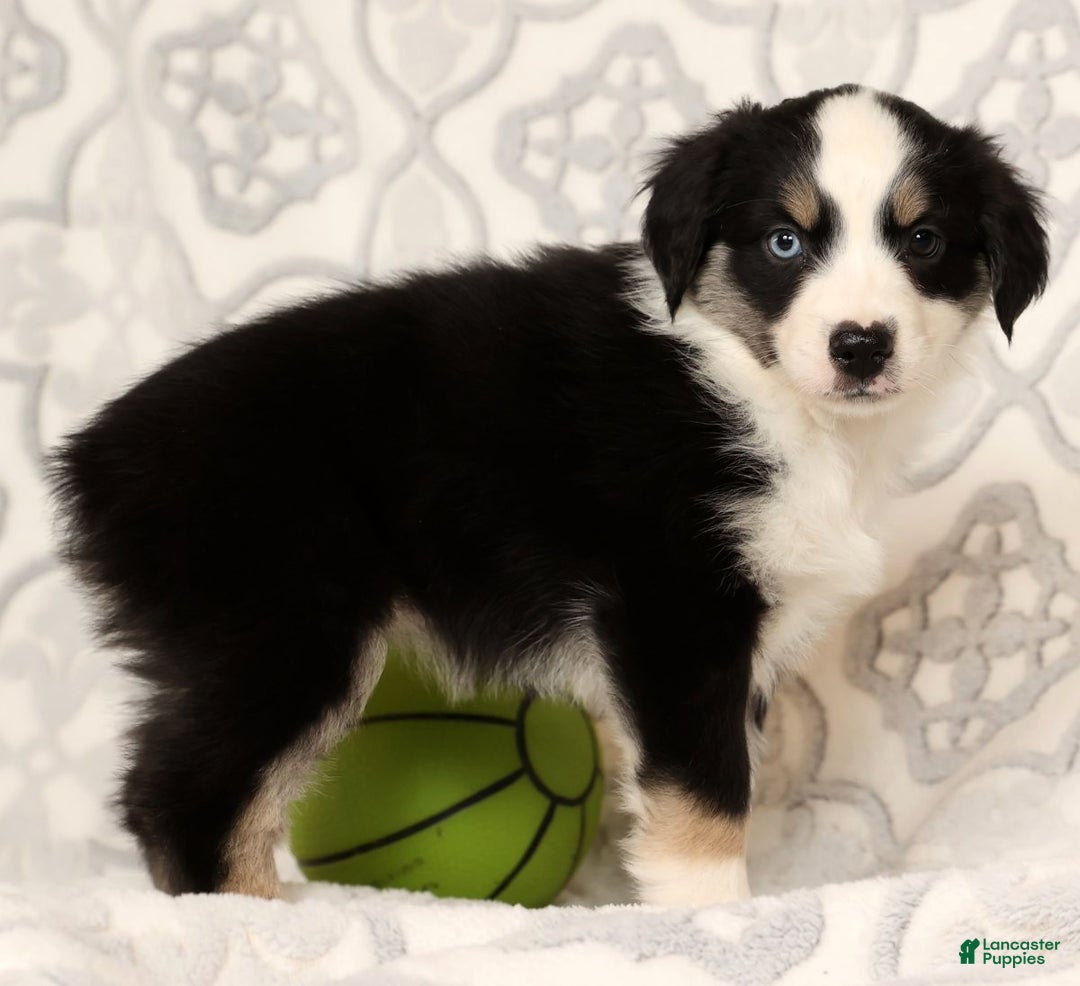 Miniature Australian Shepherd dogs for sale: Jenny - Ad 3