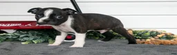 Boston Terrier dogs for sale: Snickers - Ad 1