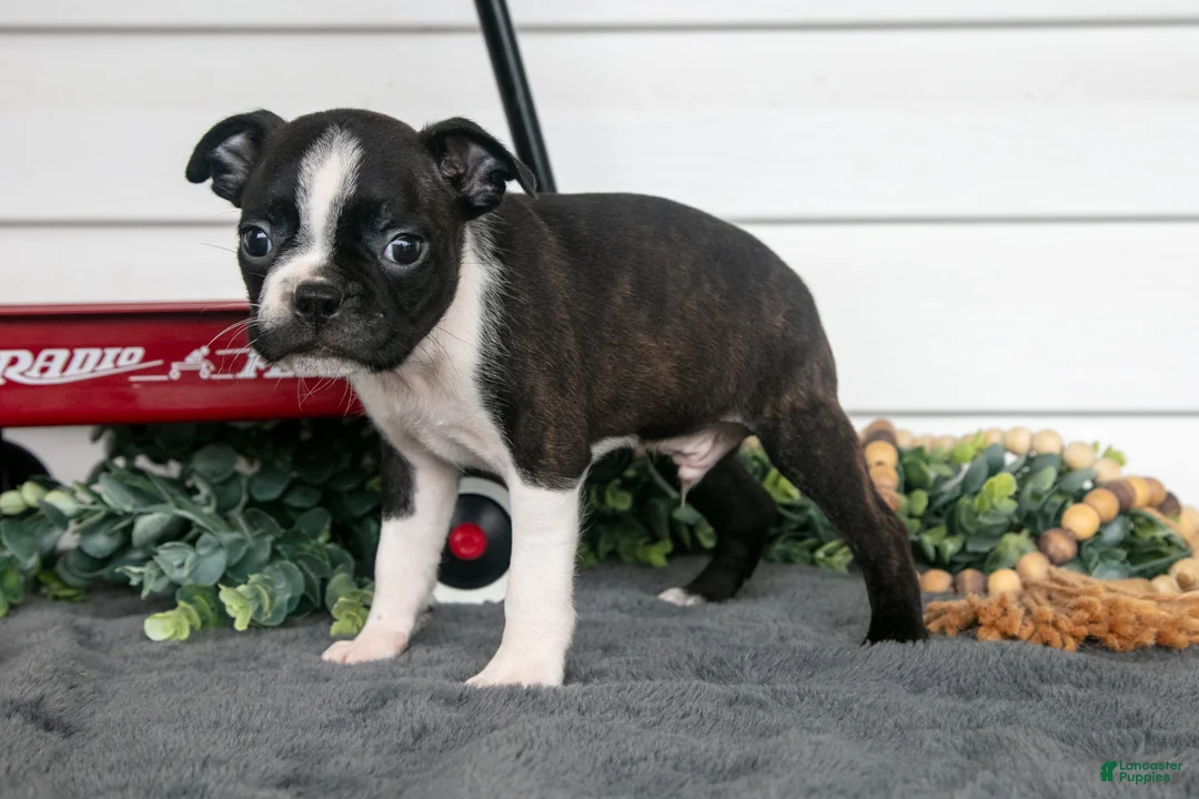 Boston Terrier dogs for sale: Snickers - Ad 1