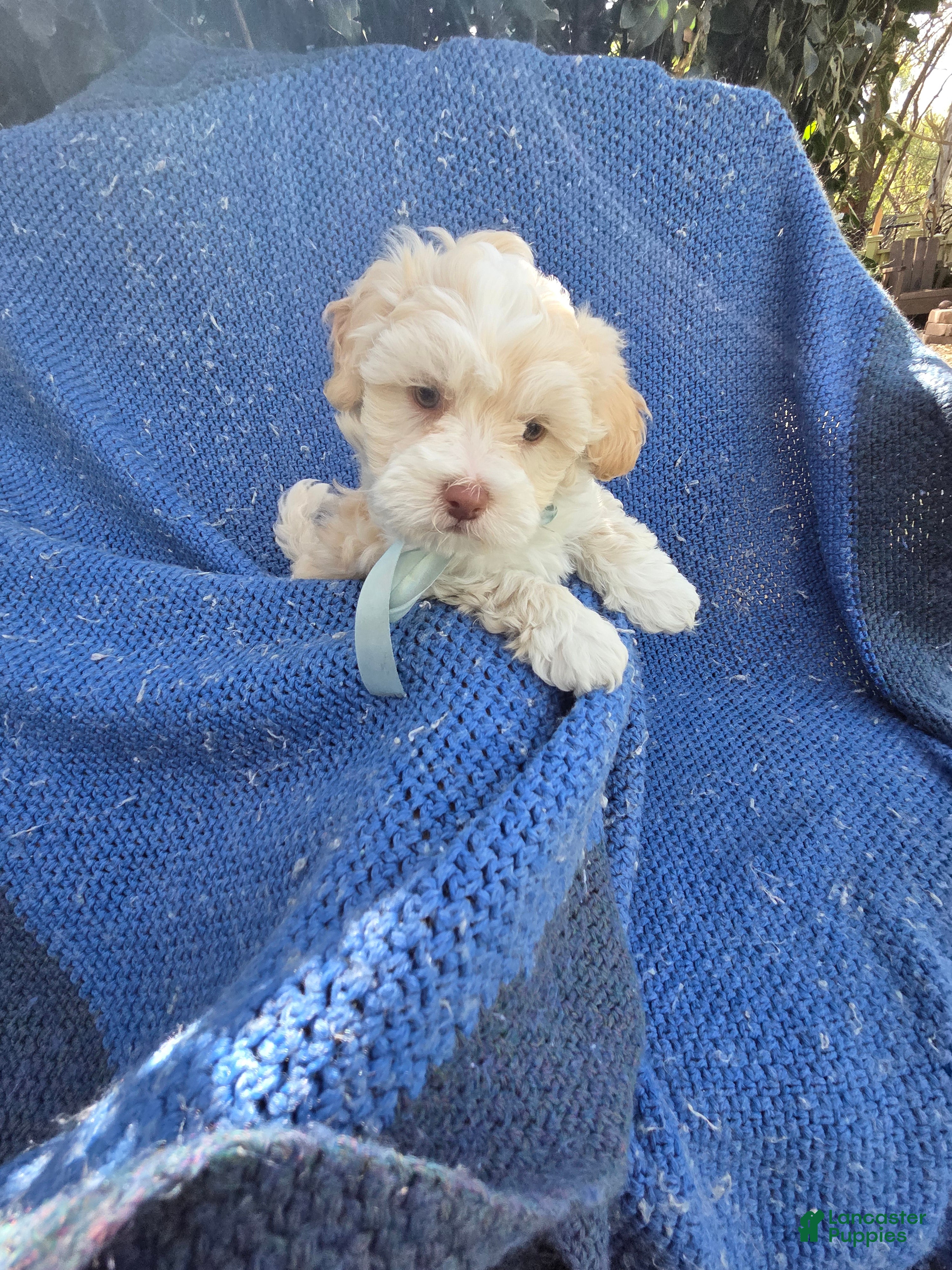 Maltipoo dogs Colt - Ad 8