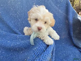 Maltipoo dogs Colt - Ad 10
