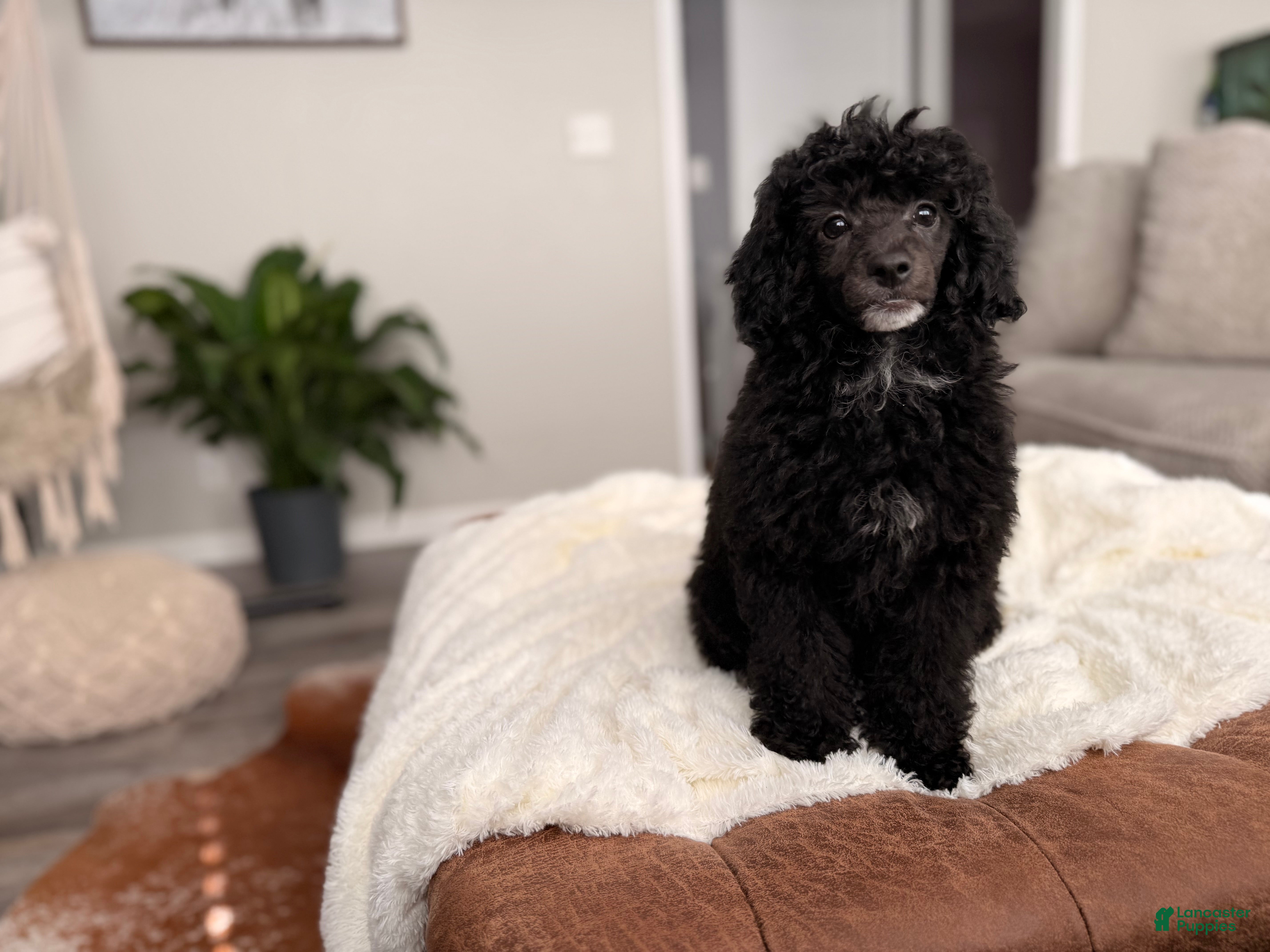 Miniature Poodle dogs Cheese - Ad 1