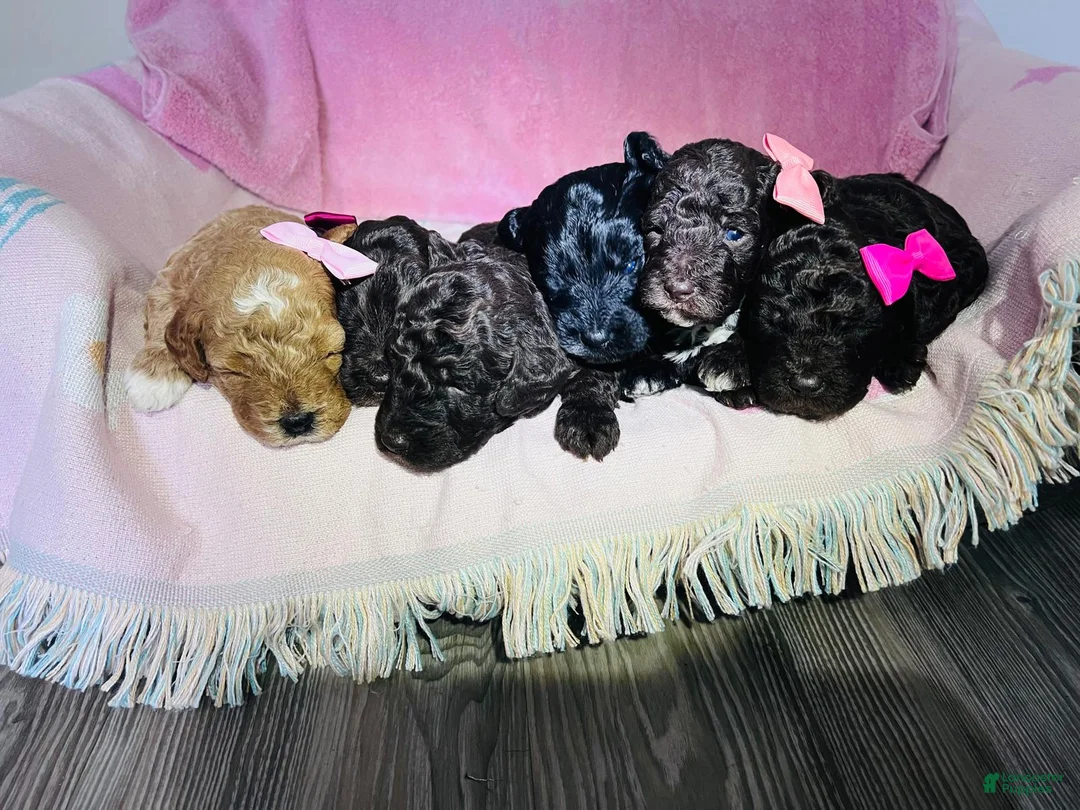 Miniature Poodle dogs for sale: Miniature Poodle Puppy 4 - Ad 5