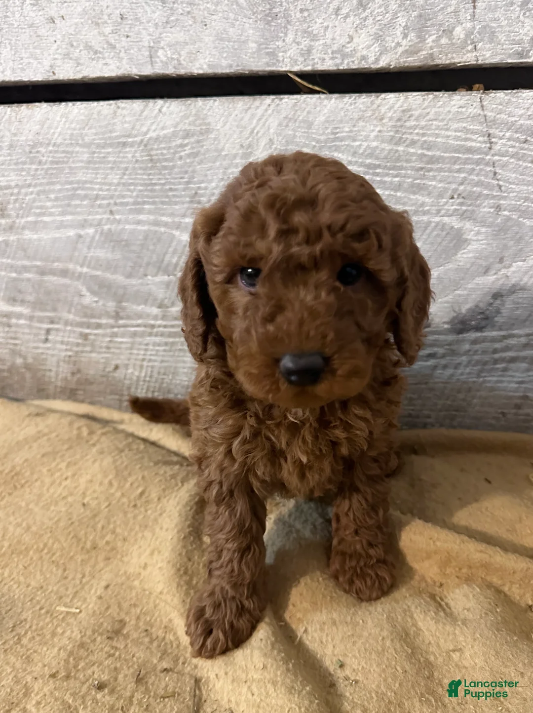 Miniature Poodle dogs for sale: Georgie - Ad 1