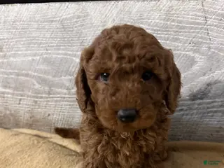 Miniature Poodle dogs Georgie - Ad 35