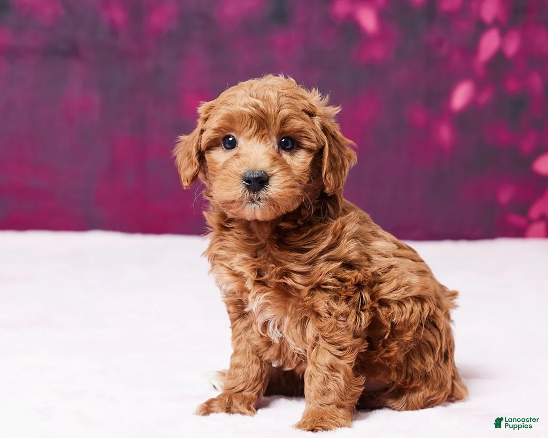 Toy Poodle dogs for sale: Angel - Ad 2