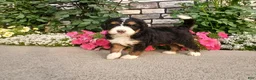 Bernedoodle dogs for sale: Lucy - Ad 3