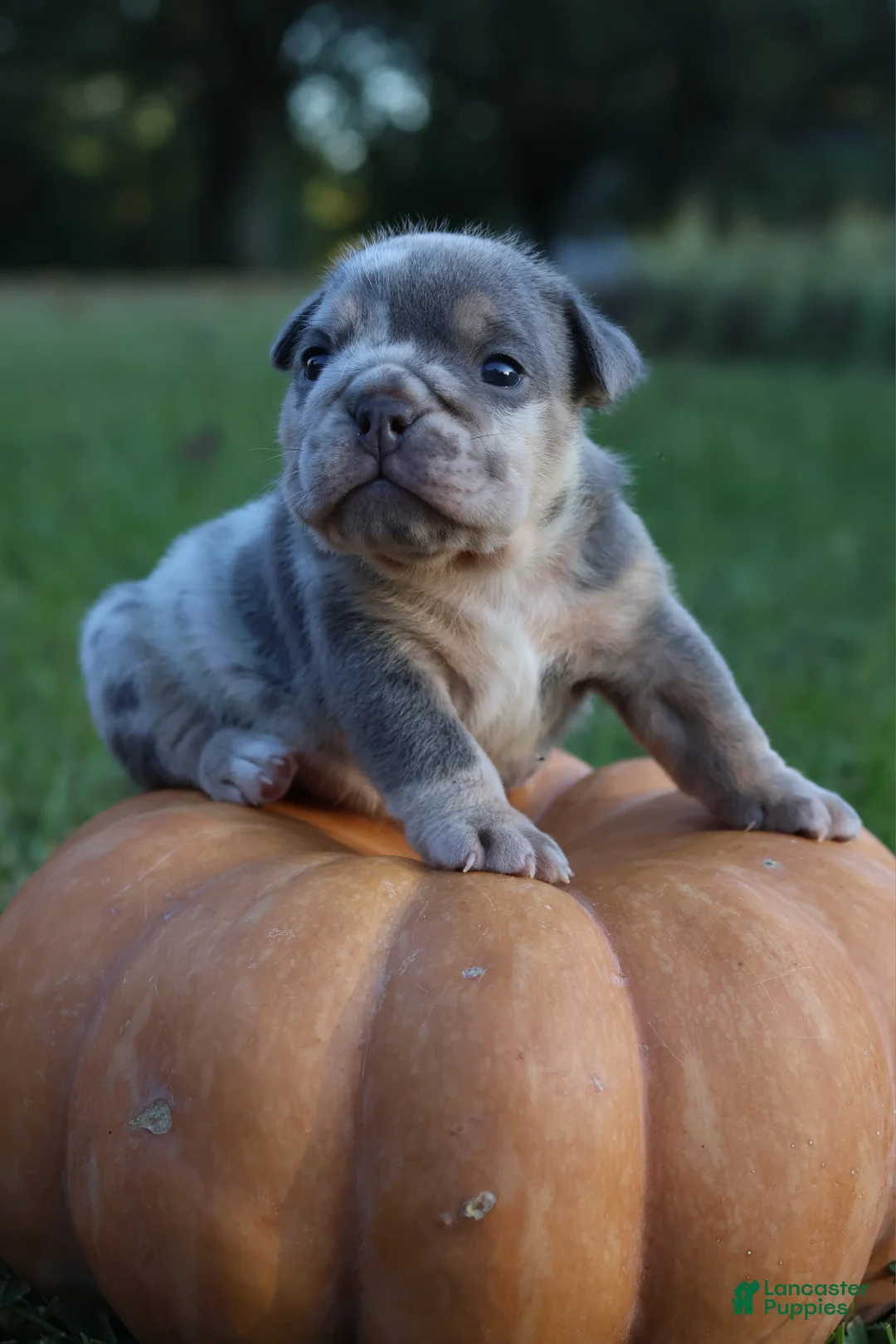 English Bulldog dogs for sale: Bambi - Ad 2