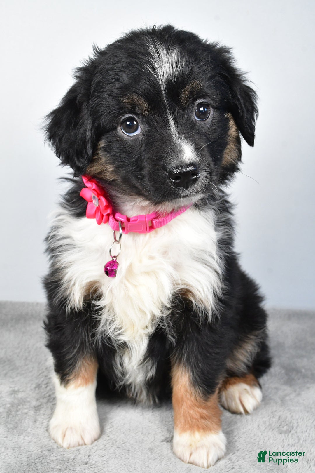 Miniature Australian Shepherd dogs for sale: Willow - Ad 8