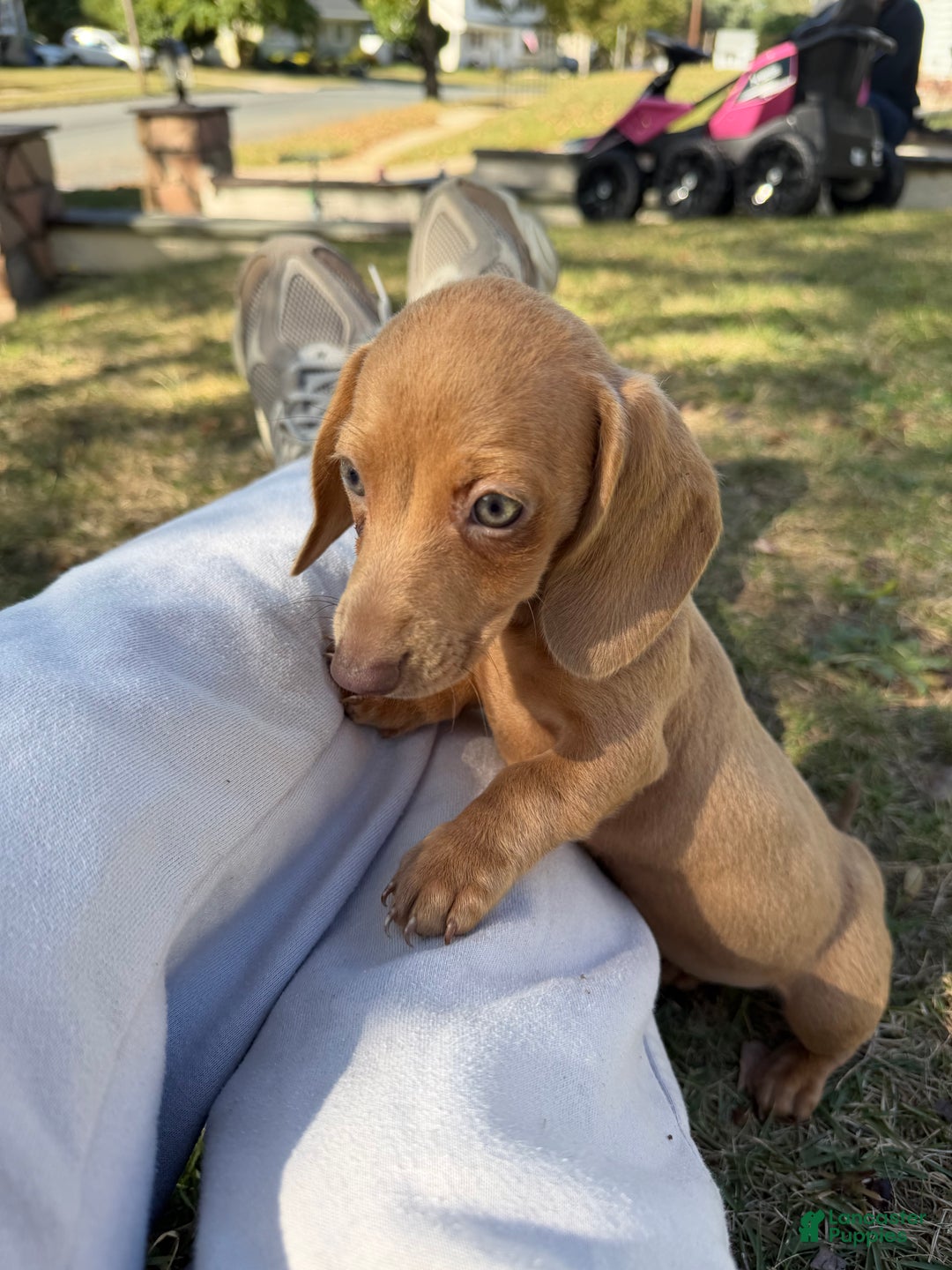 Miniature Dachshund dogs for sale: Jasmine - Ad 1