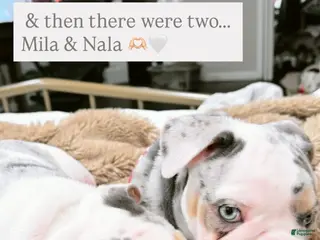 English Bulldog dogs English Bulldog Puppy 7 - Ad 19