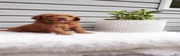 Goldendoodle dogs for sale: Zeg - Ad 9