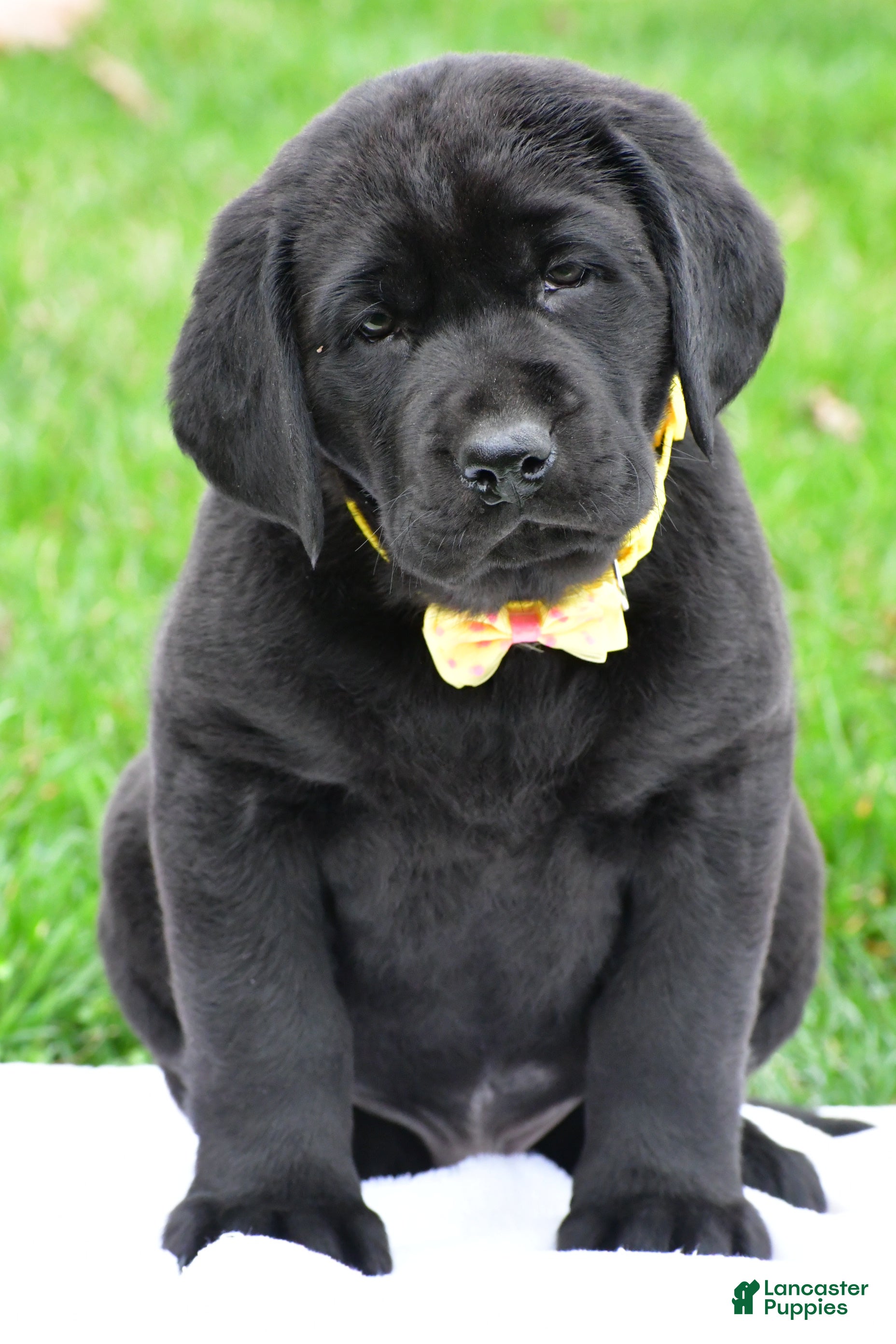 Labrador Retriever dogs Buster - Ad 1