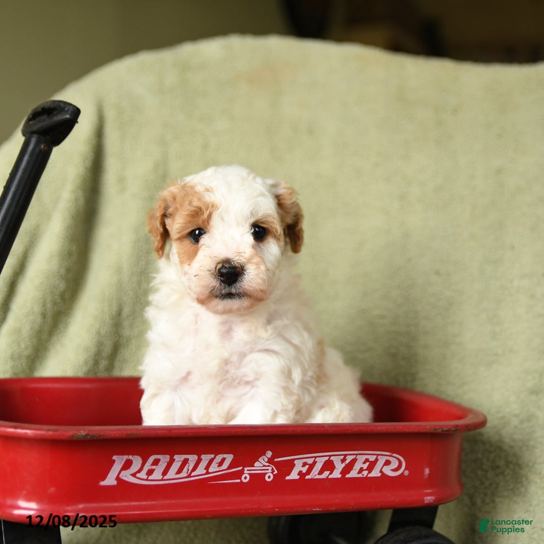 Havapoo dogs for sale: Laura - Ad 2