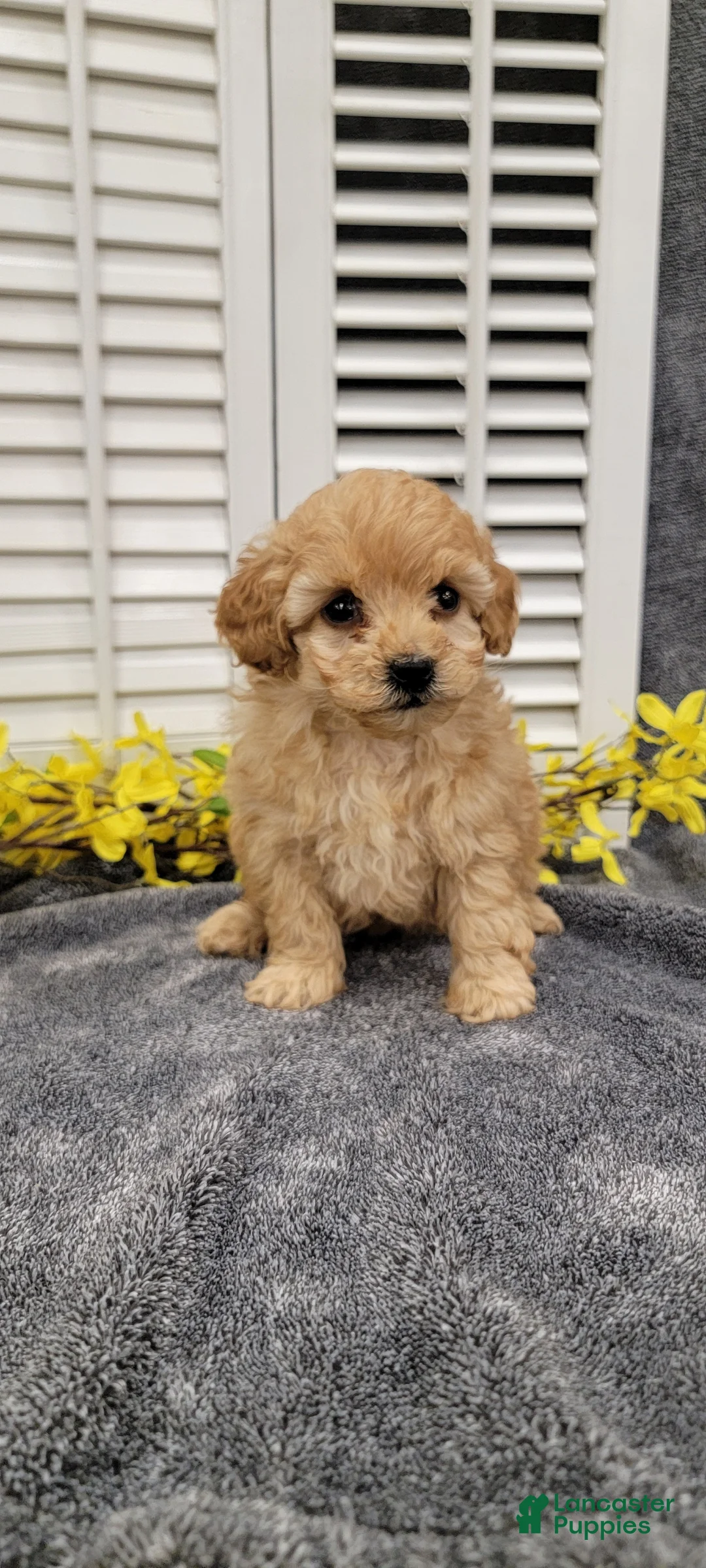 Miniature Poodle dogs for sale: Tulip - Ad 9