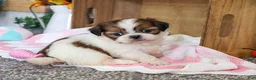 Shih Tzu dogs for sale: Jazzy - Ad 5