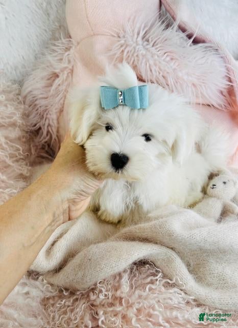 Maltese dogs Maltese Puppy 2 - Ad 6