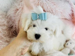 Maltese dogs Maltese Puppy 2 - Ad 6