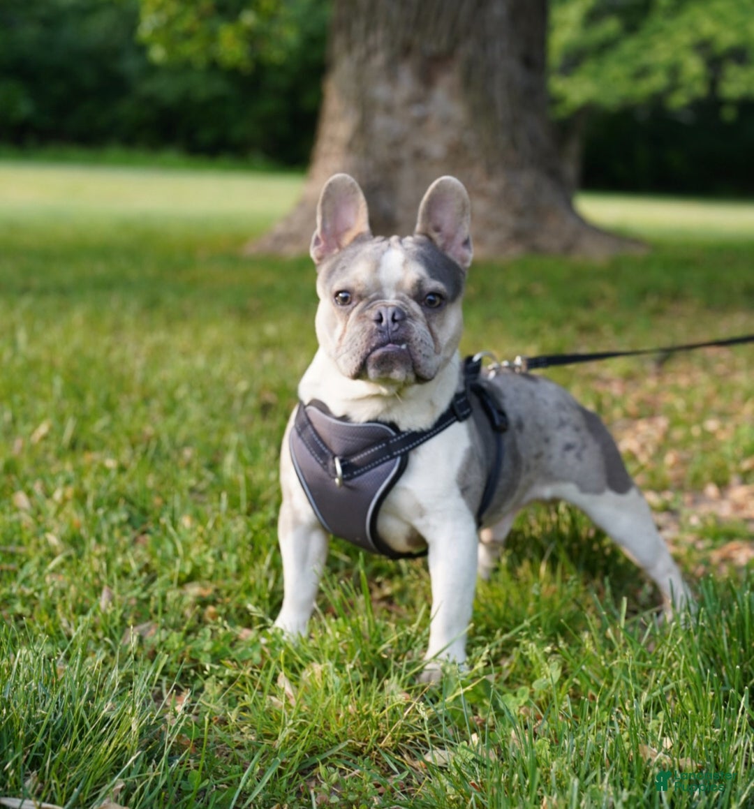 French Bulldog dogs for sale: French Bulldog Puppy  - Ad 13