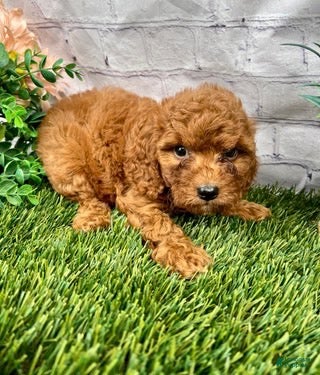 Cavapoo dogs Cora Cavapoo  - Ad 2