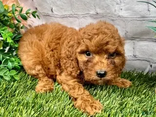 Cavapoo dogs Cora Cavapoo - Ad 2