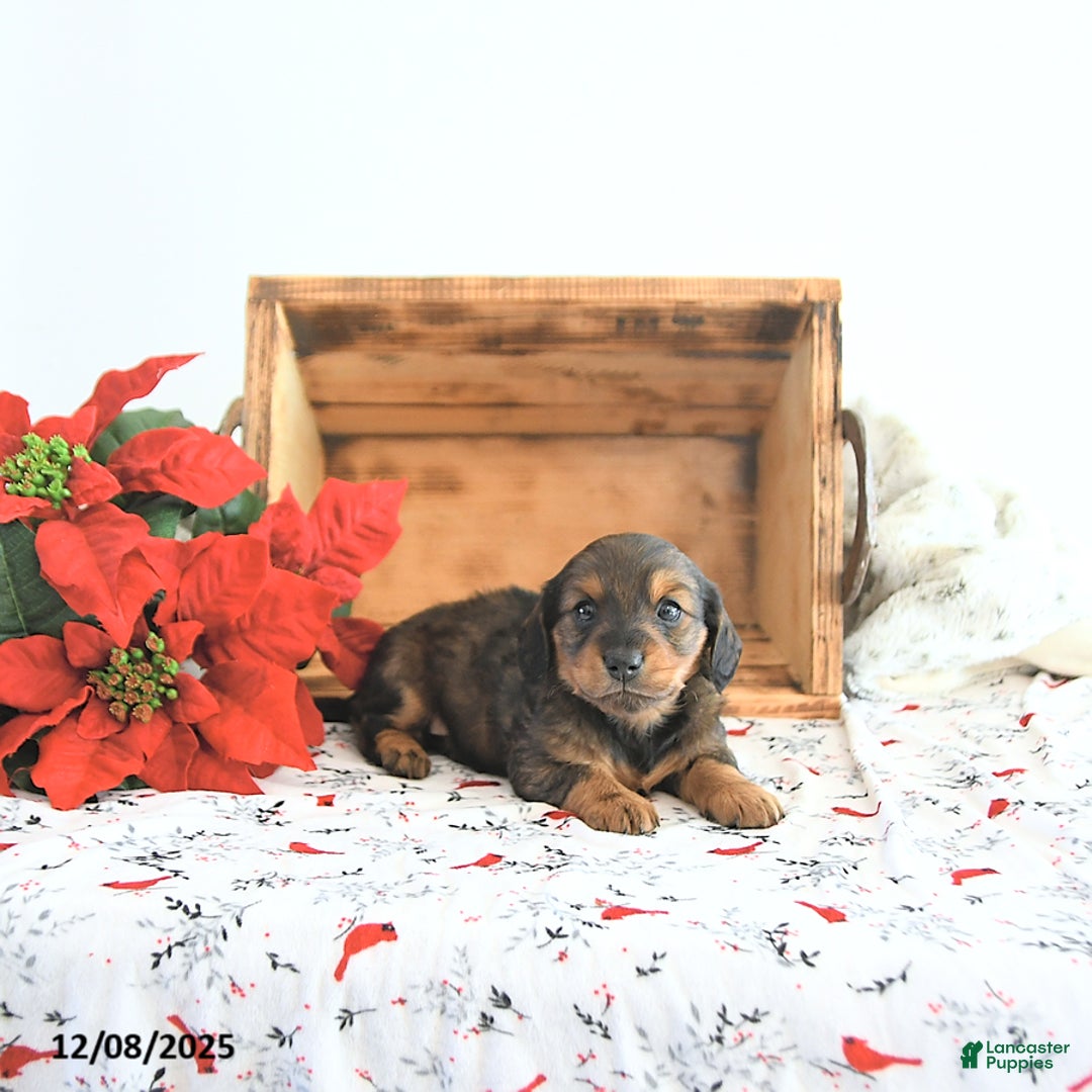 Miniature Dachshund dogs for sale: Carson - Ad 5
