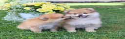 Pomeranian dogs for sale: Dusty - Ad 3