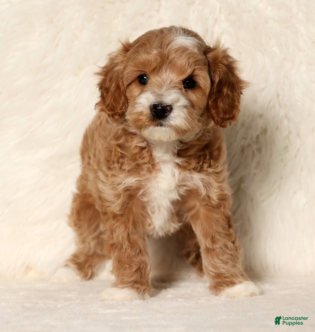 Cockapoo dogs Nicolas - Ad 2